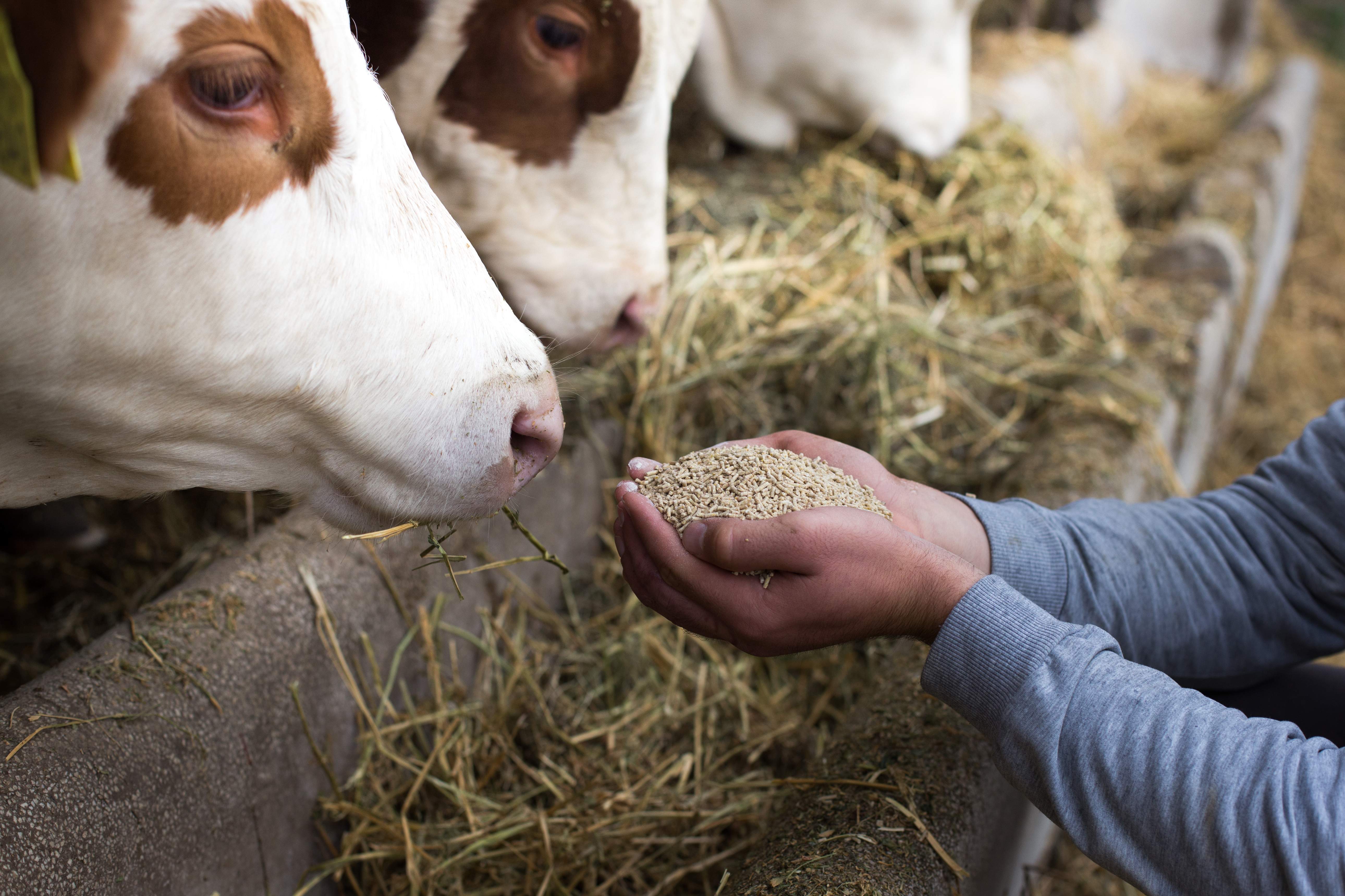 SAFIC-ALCAN achieves Feed Chain Alliance certification in France SAFIC-ALCAN achieves Feed Chain Alliance certification in France